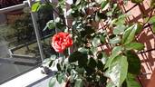 Tottie rose photo