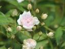 <i>Rosa anemoneflora</i> Fortune rose photo