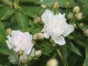 <i>Rosa anemoneflora</i> Fortune rose photo