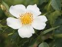 <i>R. albertii</i> rose photo
