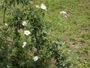 <i>R. albertii</i> rose photo