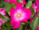 <i>Rosa</i> X <i>wintoniensis</i> Hillier rose photo