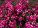 <i>Rosa</i> X <i>wintoniensis</i> Hillier rose photo