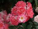 Sakuragasumi rose photo