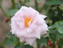 Prélude rose photo
