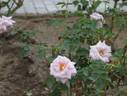 Prélude rose photo