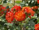 Furedaiko rose photo