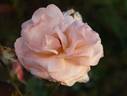Peach Sherbet rose photo