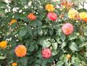 Nishiki rose photo
