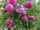 Chénédolé rose photo