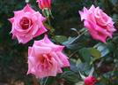 Carmenta rose photo