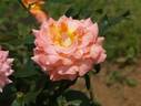 Königin Beatrix ® rose photo
