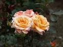 Königin Beatrix ® rose photo