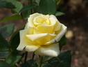 Gekko rose photo