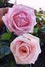 Bride's Dream rose photo