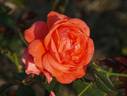 Edith de Martinelli rose photo