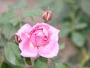 Amy Vanderbilt rose photo