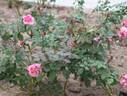 Amy Vanderbilt rose photo