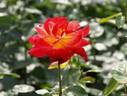 Eiko rose photo