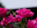 Urara rose photo