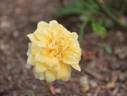 Sunsplash ™ rose photo