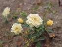 Sunsplash ™ rose photo