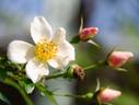 Awayuki rose photo