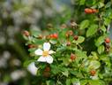 Awayuki rose photo