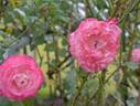 Seika, Cl. rose photo