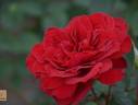 Charlottenburg rose photo