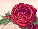 May Quennell rose photo