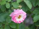 Harunomai rose photo