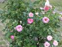 Harunomai rose photo
