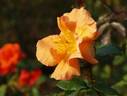 Jacob van Ruysdael rose photo