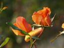 Jacob van Ruysdael rose photo