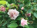 Marie Daly rose photo