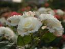 Ginrei rose photo