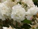 Ginsekai rose photo