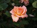 Kanon rose photo