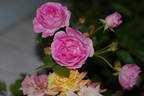 Charles Métroz rose photo