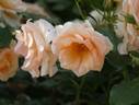 Kotone rose photo