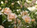 Kotone rose photo