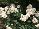 Kotone rose photo
