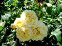 Cyrano de Bergerac® rose photo
