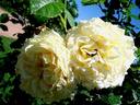 Cyrano de Bergerac® rose photo