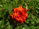 Farandole ® rose photo