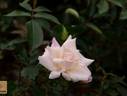 White La Vie en Rose rose photo