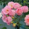 That's Life rose photo