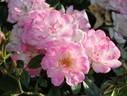 Hime rose photo