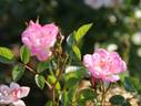Hime rose photo